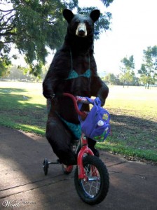 bear on bike. online photo, no source available